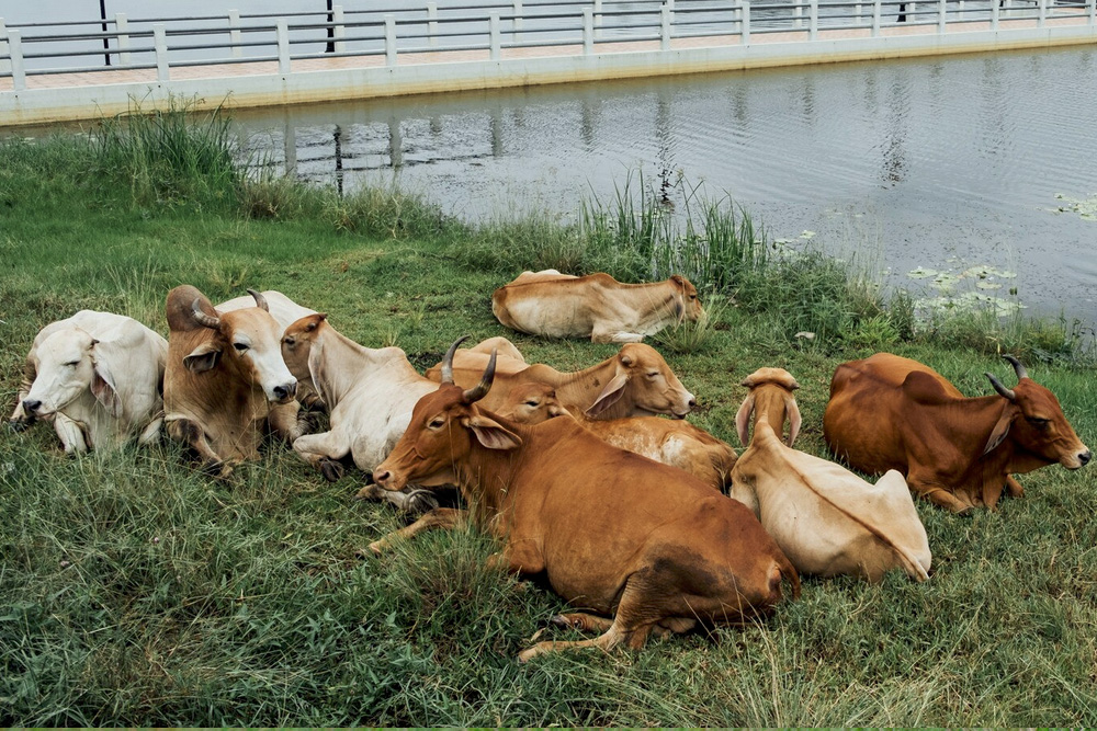 Indigenous cow